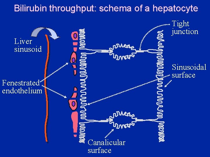 Bilirubin throughput: schema of a hepatocyte Tight junction Liver sinusoid Sinusoidal surface Fenestrated endothelium