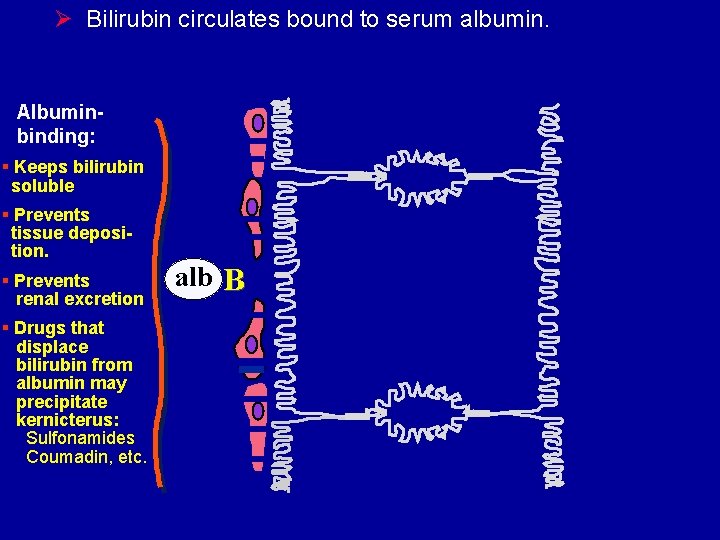Ø Bilirubin circulates bound to serum albumin. Albuminbinding: § Keeps bilirubin soluble § Prevents