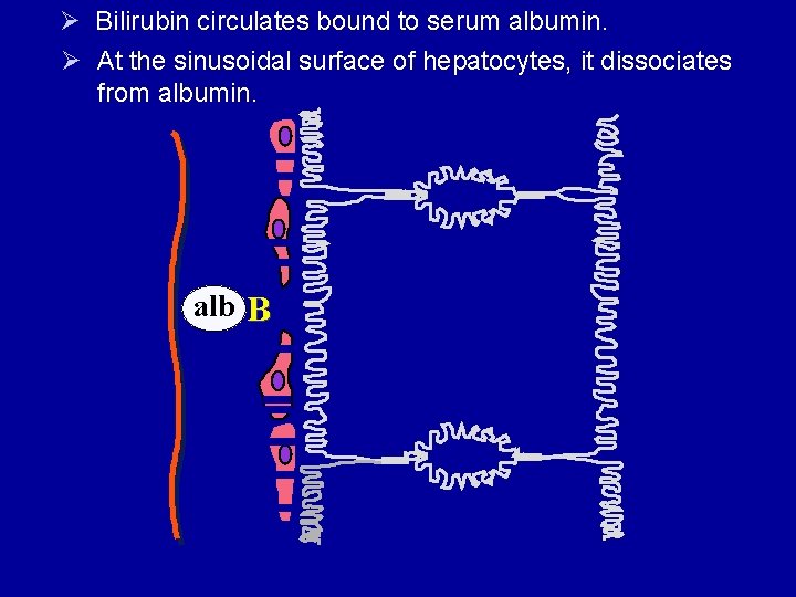 Ø Bilirubin circulates bound to serum albumin. Ø At the sinusoidal surface of hepatocytes,