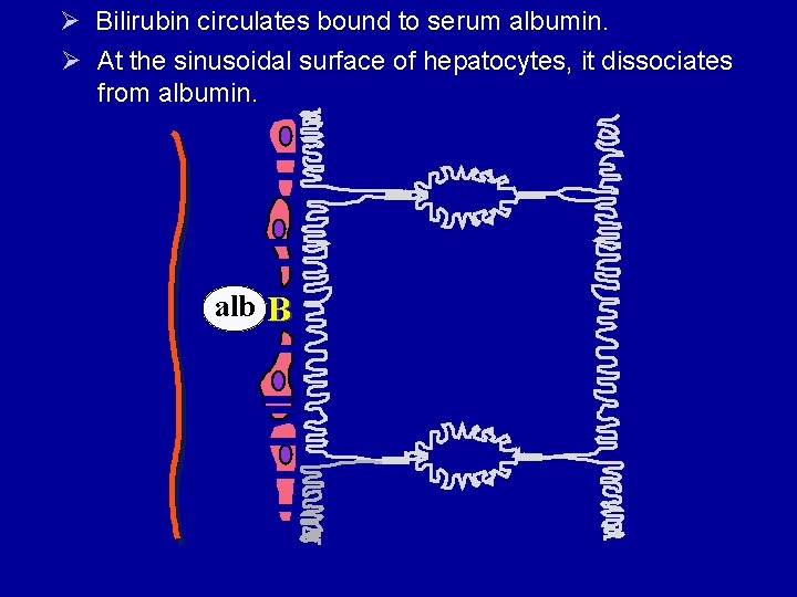 Ø Bilirubin circulates bound to serum albumin. Ø At the sinusoidal surface of hepatocytes,