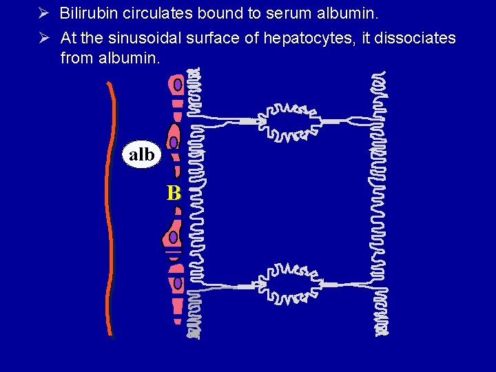 Ø Bilirubin circulates bound to serum albumin. Ø At the sinusoidal surface of hepatocytes,