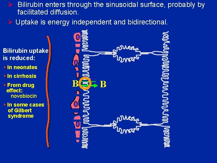 Ø Bilirubin enters through the sinusoidal surface, probably by facilitated diffusion. Ø Uptake is