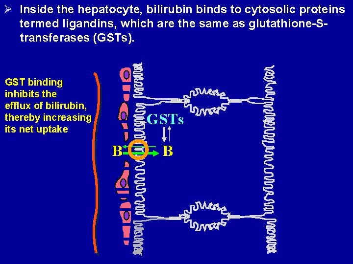 Ø Inside the hepatocyte, bilirubin binds to cytosolic proteins termed ligandins, which are the