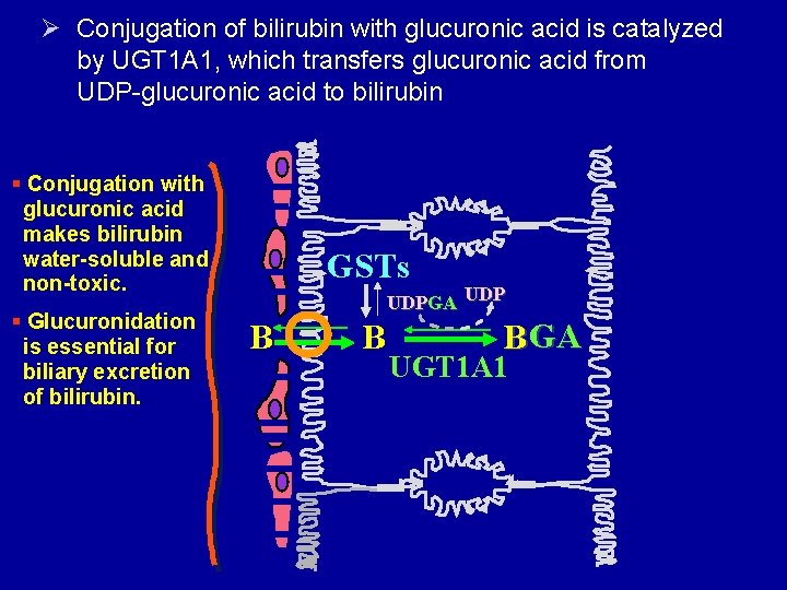 Ø Conjugation of bilirubin with glucuronic acid is catalyzed by UGT 1 A 1,