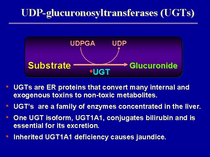 UDP-glucuronosyltransferases (UGTs) UDPGA Substrate • UGT UDP Glucuronide • UGTs are ER proteins that