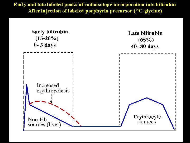 Early and late labeled peaks of radioisotope incorporation into bilirubin After injection of labeled