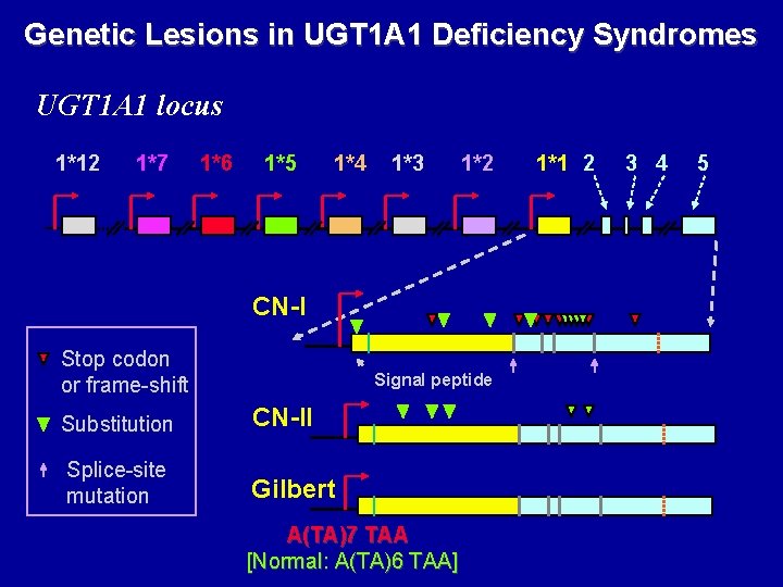 Genetic Lesions in UGT 1 A 1 Deficiency Syndromes UGT 1 A 1 locus
