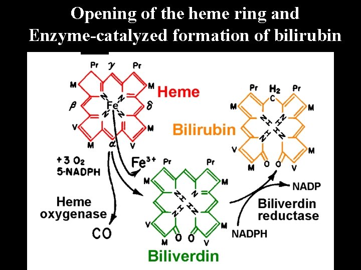 Opening of the heme ring and Enzyme-catalyzed formation of bilirubin 