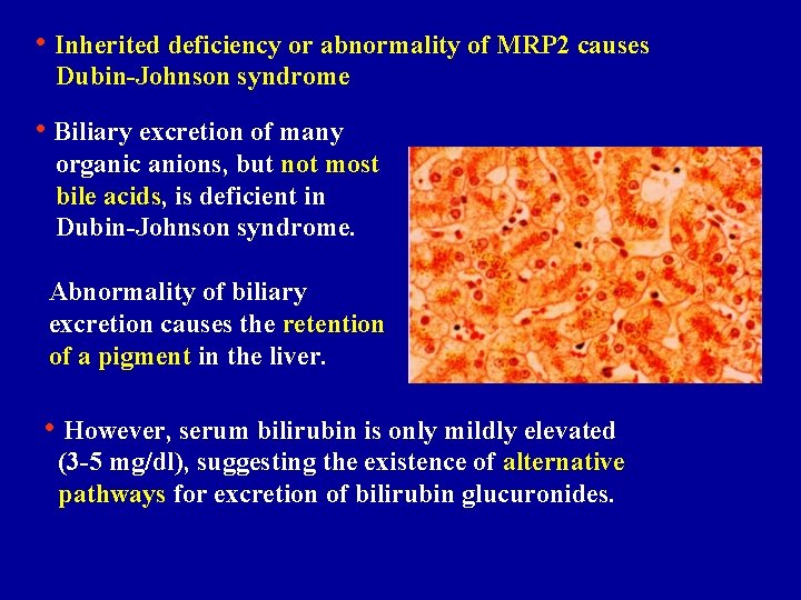  • Inherited deficiency or abnormality of MRP 2 causes Dubin-Johnson syndrome • Biliary