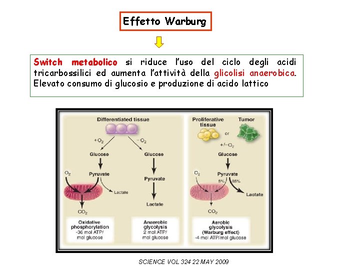 Effetto Warburg Switch metabolico si riduce l’uso del ciclo degli acidi tricarbossilici ed aumenta
