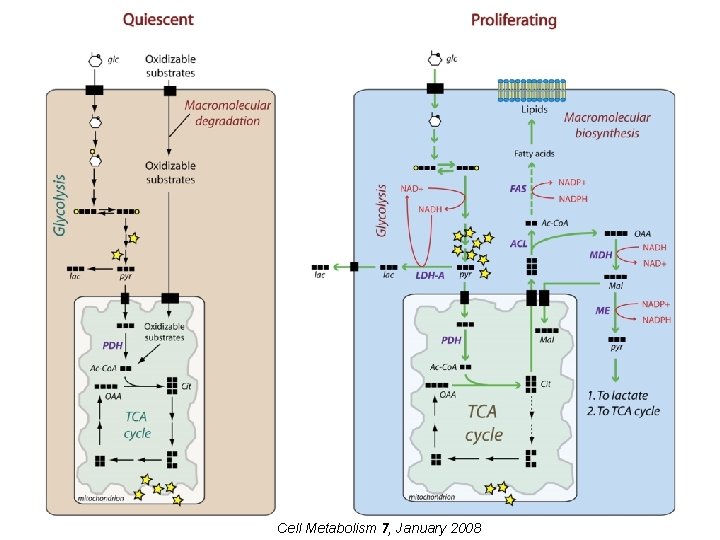 Cell Metabolism 7, January 2008 