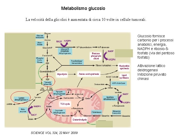 Metabolismo glucosio La velocità della glicolisi è aumentata di circa 10 volte in cellule