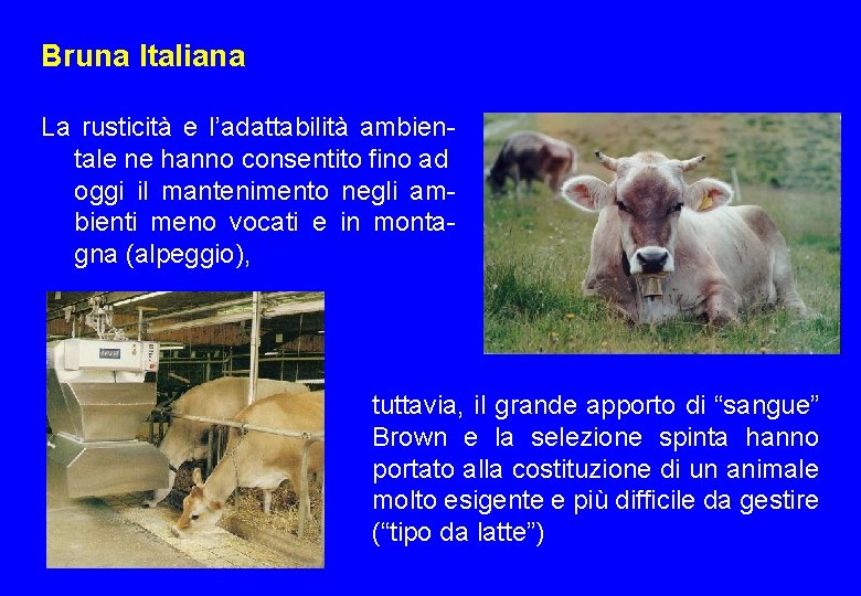 Bruna Italiana La rusticità e l’adattabilità ambientale ne hanno consentito fino ad oggi il