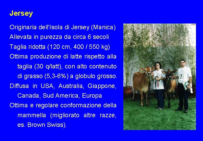 Jersey Originaria dell’Isola di Jersey (Manica) Allevata in purezza da circa 6 secoli Taglia