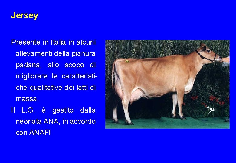 Jersey Presente in Italia in alcuni allevamenti della pianura padana, allo scopo di migliorare