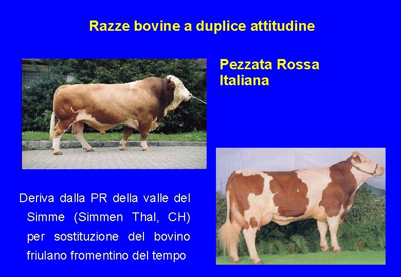 Razze bovine a duplice attitudine Pezzata Rossa Italiana Deriva dalla PR della valle del