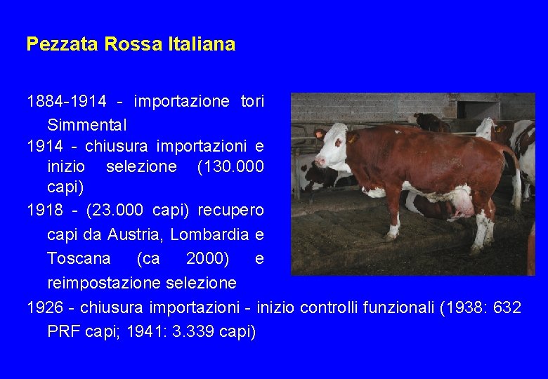 Pezzata Rossa Italiana 1884 -1914 - importazione tori Simmental 1914 - chiusura importazioni e
