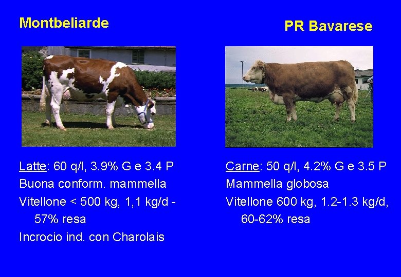 Montbeliarde Latte: 60 q/l, 3. 9% G e 3. 4 P Buona conform. mammella