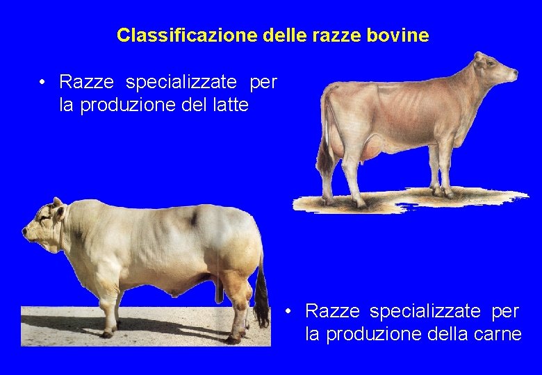 Classificazione delle razze bovine • Razze specializzate per la produzione del latte • Razze