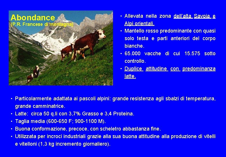 Abondance (P. R. Francese di montagna) • Allevata nella zona dell’alta Savoia e Alpi