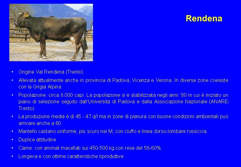 Rendena • Origine Val Rendena (Trento) • Allevata attualmente anche in provincia di Padova,