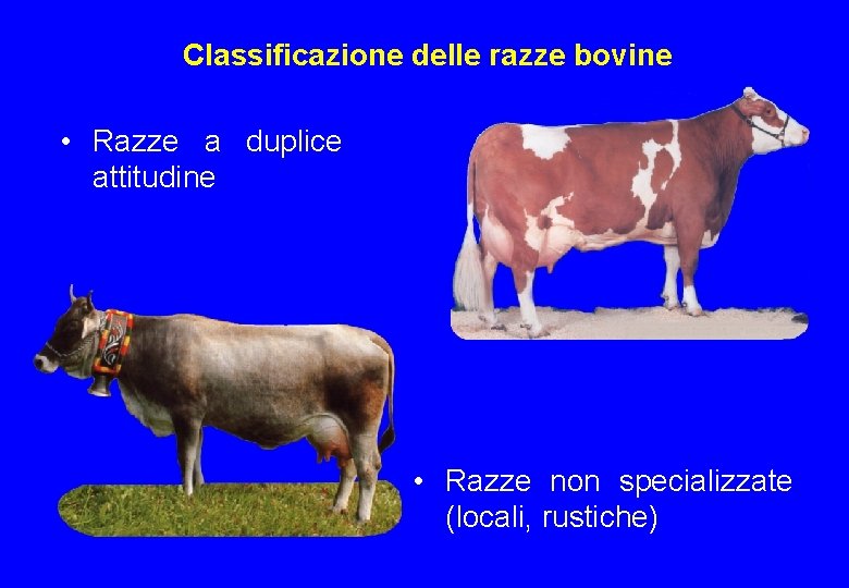 Classificazione delle razze bovine • Razze a duplice attitudine • Razze non specializzate (locali,