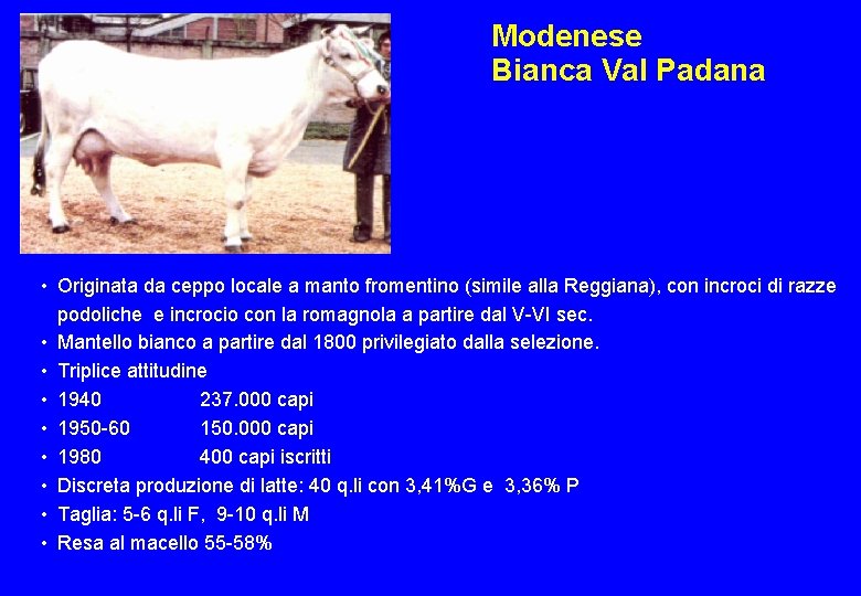 Modenese Bianca Val Padana • Originata da ceppo locale a manto fromentino (simile alla