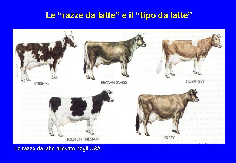 Le “razze da latte” e il “tipo da latte” Le razze da latte allevate