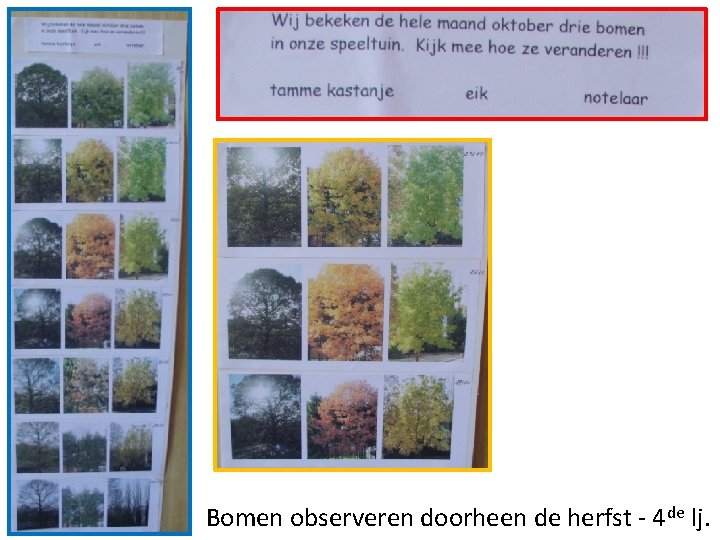 Bomen observeren doorheen de herfst - 4 de lj. 