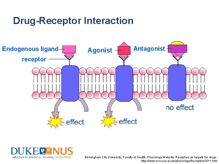 Drug-Receptor Interaction Endogenous ligand Agonist Antagonist receptor Dsf’knfkns’gkas’gk s’b s’ gsggkn’slrgn’sg n’ Birmingham City