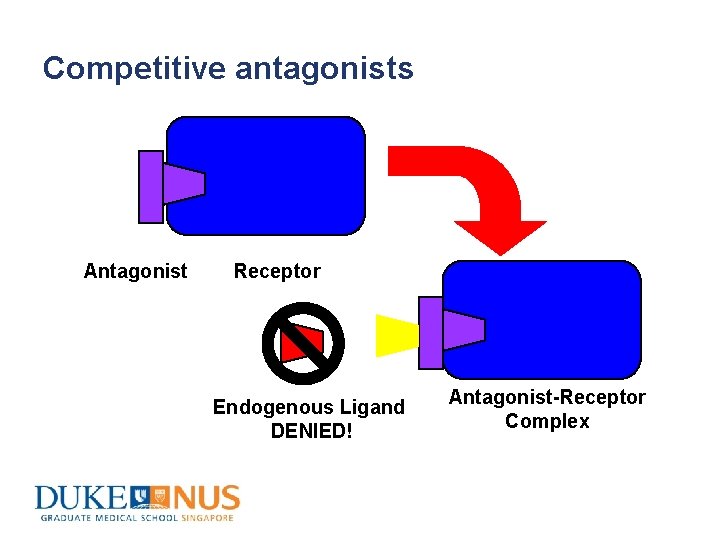 Competitive antagonists Antagonist Receptor Endogenous Ligand DENIED! Antagonist-Receptor Complex 