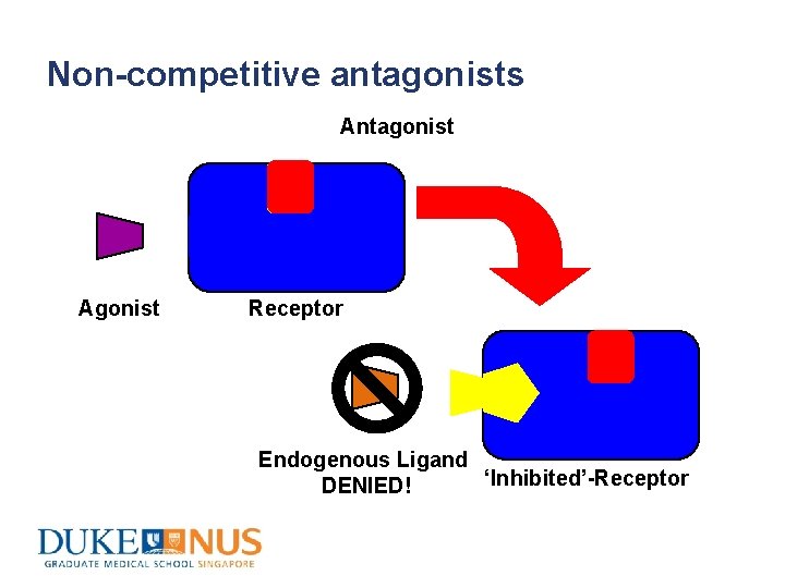 Non-competitive antagonists Antagonist Agonist Receptor Endogenous Ligand ‘Inhibited’-Receptor DENIED! 
