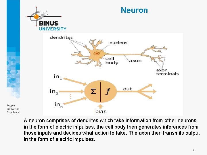 Neuron A neuron comprises of dendrites which take information from other neurons in the