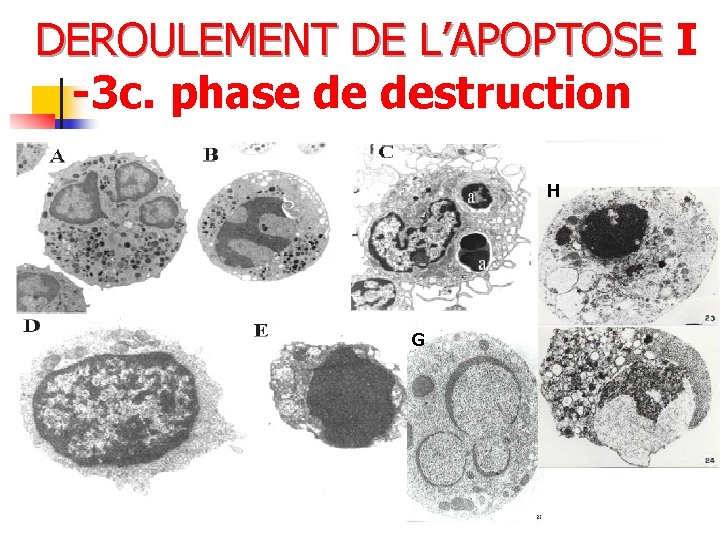 DEROULEMENT DE L’APOPTOSE I -3 c. phase de destruction H G 