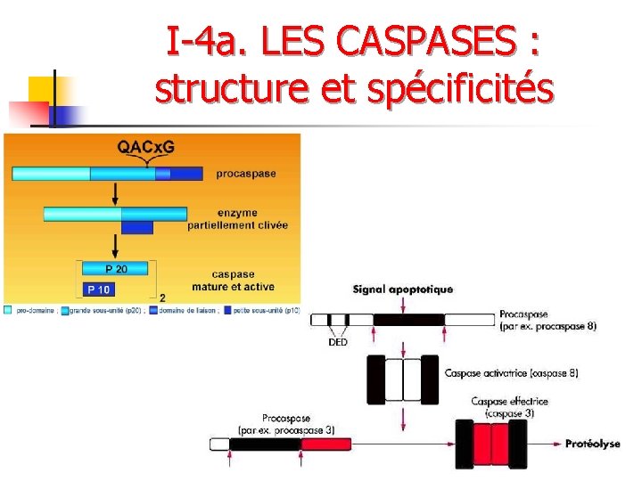 I-4 a. LES CASPASES : structure et spécificités 