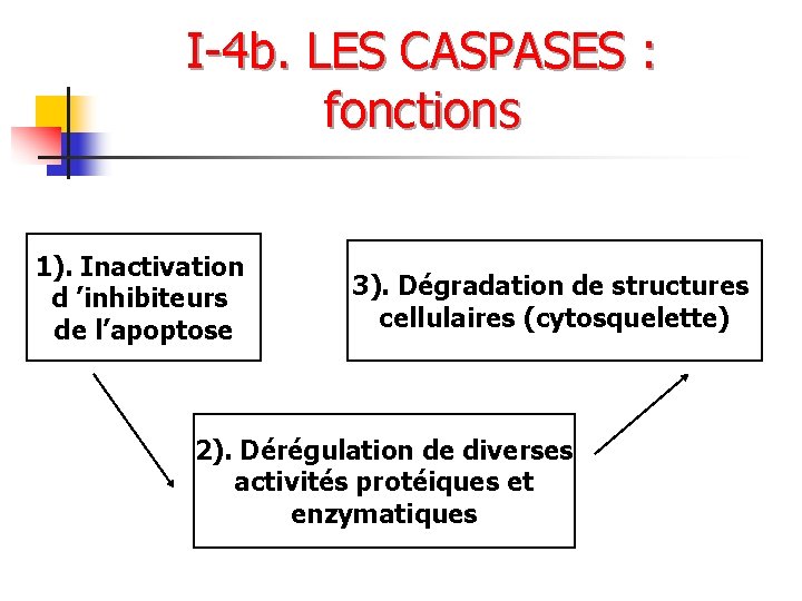 I-4 b. LES CASPASES : fonctions 1). Inactivation d ’inhibiteurs de l’apoptose 3). Dégradation