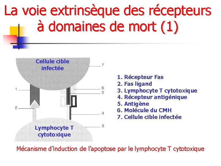 La voie extrinsèque des récepteurs à domaines de mort (1) Cellule cible infectée 1.