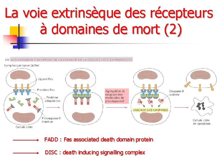 La voie extrinsèque des récepteurs à domaines de mort (2) FADD : Fas associated