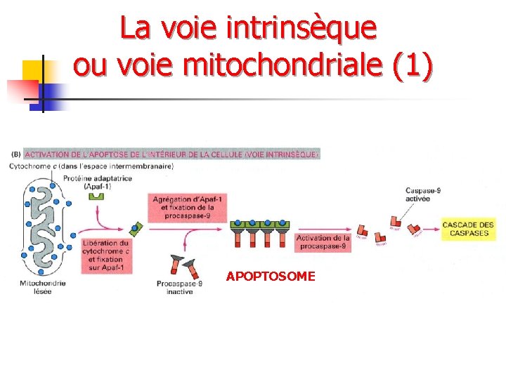 La voie intrinsèque ou voie mitochondriale (1) APOPTOSOME 