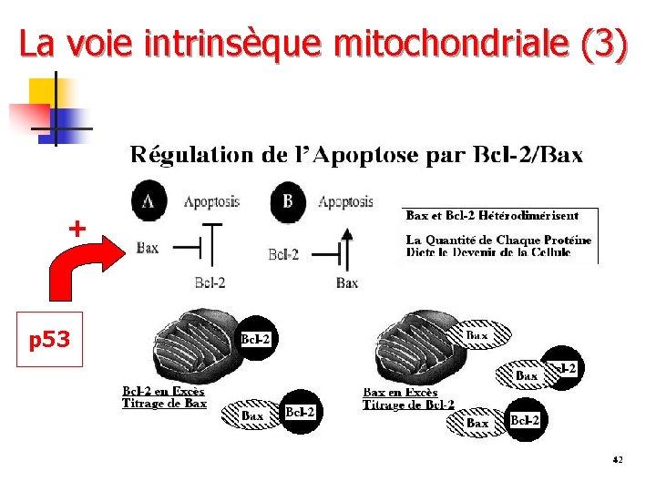 La voie intrinsèque mitochondriale (3) + p 53 