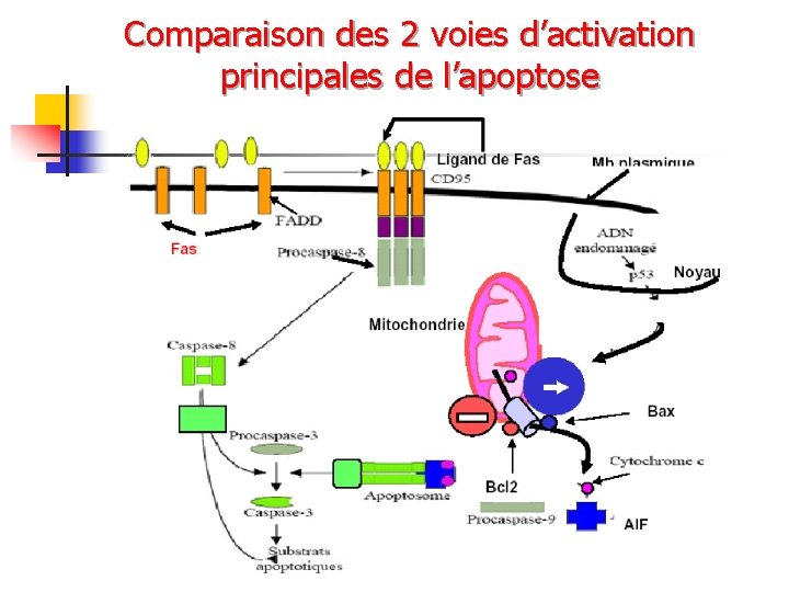 Comparaison des 2 voies d’activation principales de l’apoptose 