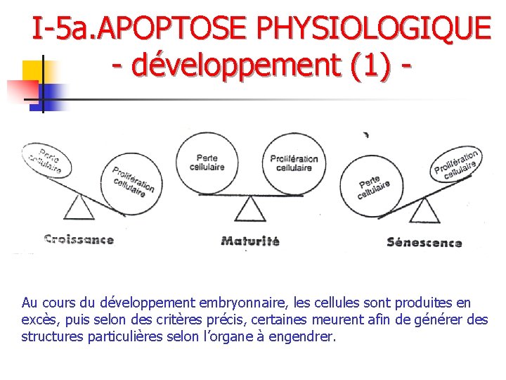 I-5 a. APOPTOSE PHYSIOLOGIQUE - développement (1) - Au cours du développement embryonnaire, les