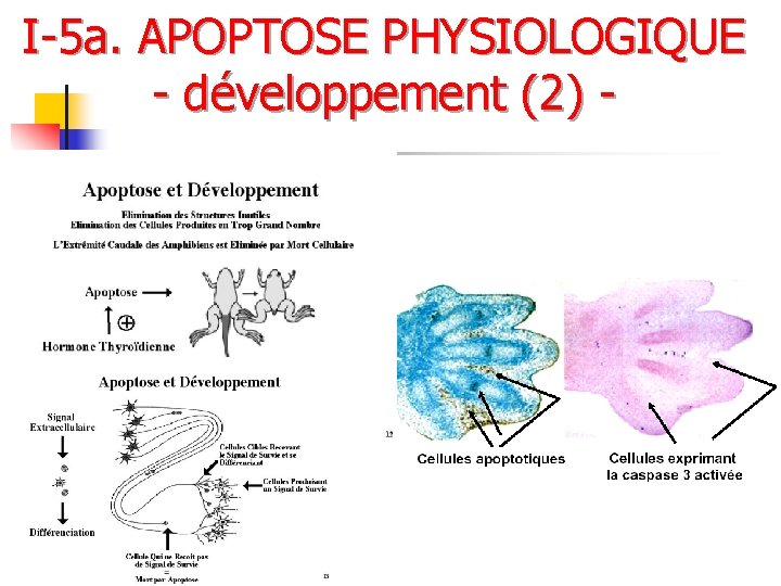 I-5 a. APOPTOSE PHYSIOLOGIQUE - développement (2) - 