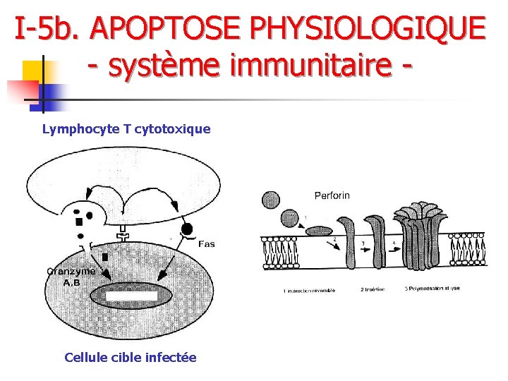 I-5 b. APOPTOSE PHYSIOLOGIQUE - système immunitaire Lymphocyte T cytotoxique Cellule cible infectée 