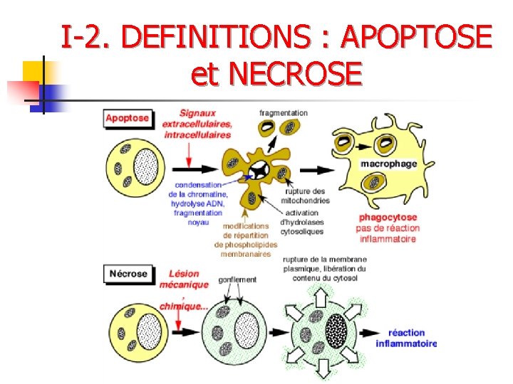 I-2. DEFINITIONS : APOPTOSE et NECROSE 