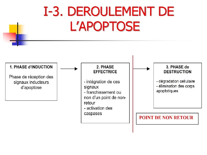 I-3. DEROULEMENT DE L’APOPTOSE 