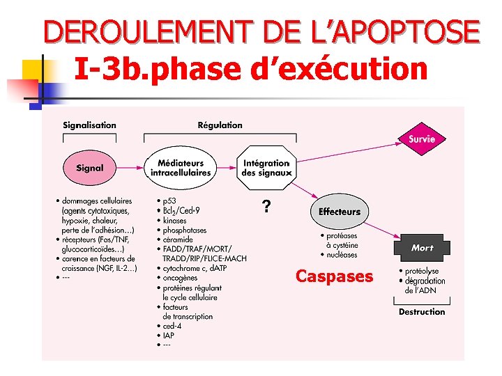 DEROULEMENT DE L’APOPTOSE I-3 b. phase d’exécution Caspases 