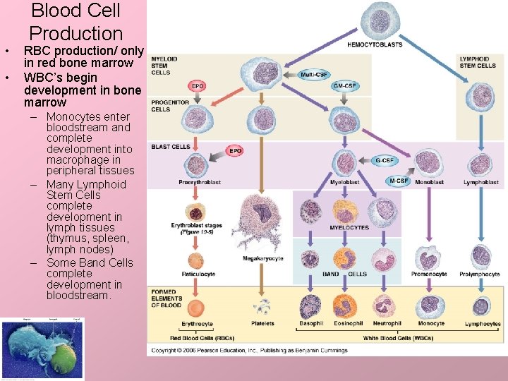  • • Blood Cell Production RBC production/ only in red bone marrow WBC’s