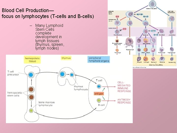 Blood Cell Production— focus on lymphocytes (T-cells and B-cells) – Many Lymphoid Stem Cells