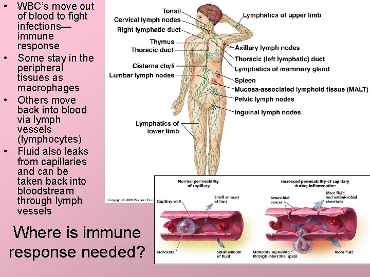  • WBC’s move out of blood to fight infections— immune response • Some